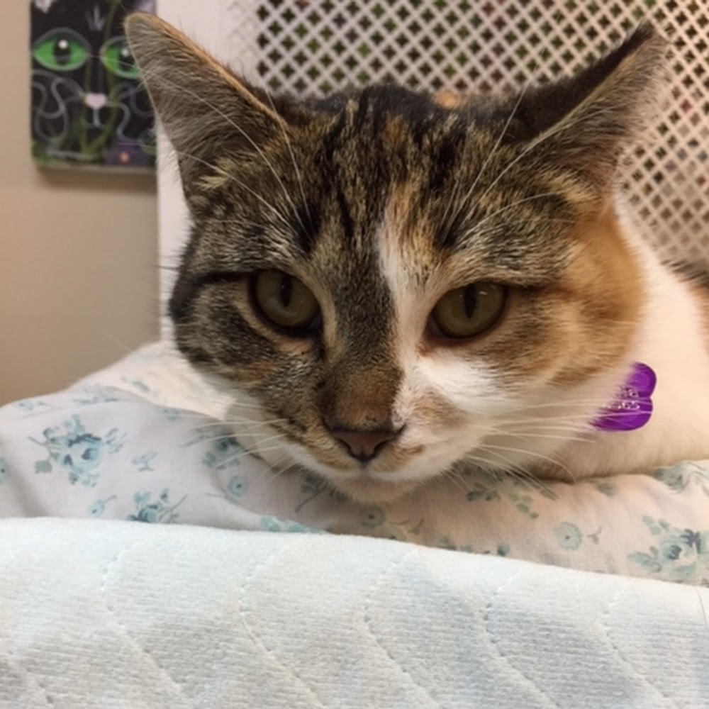 Meet your Posher, Randi